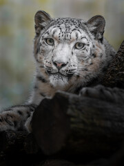 snow leopard (irbis)