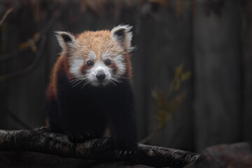 red panda