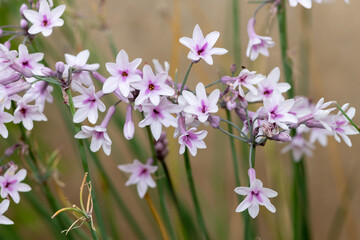 Close up of society garlic (tulbaghia violacea) flowers in bloom