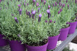 Potted lavender for sale at greek garden shop in spring.