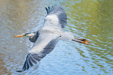 Blue Heron Flying Over A Lake