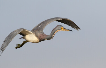 Sticker - Tricolored heron (Egretta tricolor) flying, Galveston, Texas