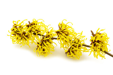 Canvas Print - Hamamelis  flowers