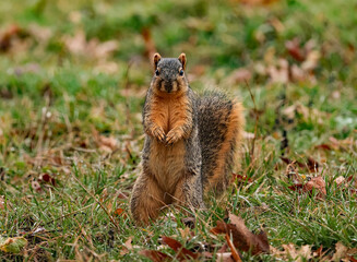 Wall Mural - fox squirrel