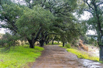 Wall Mural - Malibu Creek State Park muddy after a large rainfall in southern California. Streams overflowing, lush green grass, large oak trees, clouds, dam rushing, water flowing.