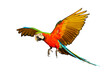 Colorful macaw parrot flying isolated on transparent background png file 