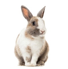 rabbit sitting against transformed png transparent background