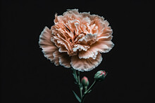 Carnation Flower, Pink Flower, Carnation Flower On Black Background, Pink Flower