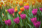Fototapeta Tulipany - Colorful tulip flowers blooming in the garden, stock photo