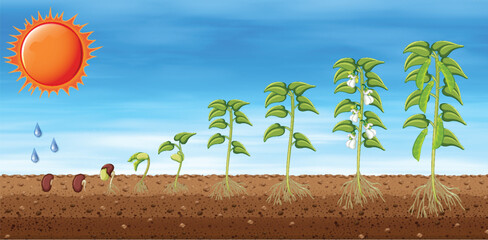 Poster - Growth stages of a plant