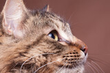 Fototapeta Koty - Maine coon breed cat looking away from camera in studio photo on brown background