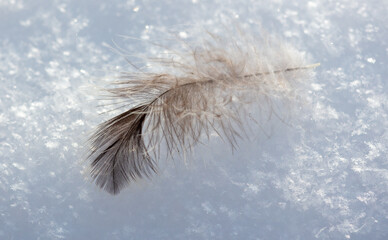 Wall Mural - The bird's feather lies on the white snow. Macro