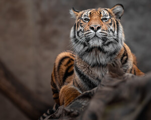 Sumatran tiger