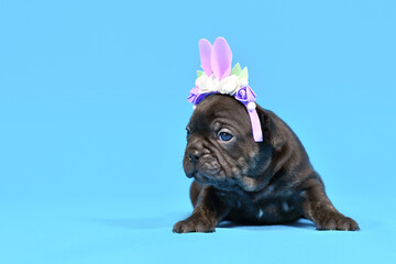 Wall Mural - Black French Bulldog dog puppy dressed up as Easter bunny with rabbit ears headband with flowers on blue background