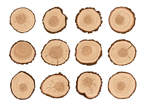 tree trunks, wood cut. forest tree stump log cross-section pattern, firewood woodcut cartoon vector 