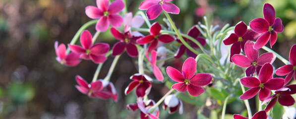 Wall Mural - blooming red quisqualis indian closeup
