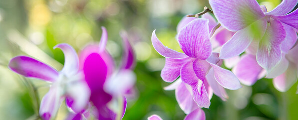 Wall Mural - blooming purple orchids in the garden