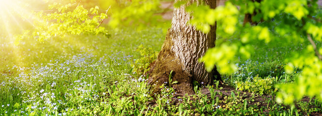 Wall Mural - Sunshine in the park with meadow of blooming forget-me-not flowers and linden tree with new fresh foliage.