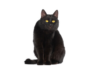 Poster - surprised black cat isolated on white background