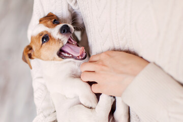 Poster - Little puppy is lying in the arms of the owner