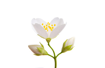 Wall Mural - jasmine flower isolated