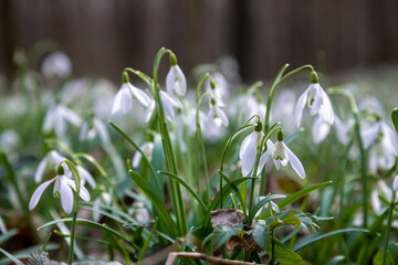 Wall Mural - White snowdrop flowers against green bokeh background.