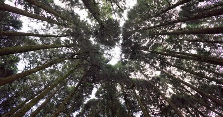 Sticker - Low angle view of the pine tree