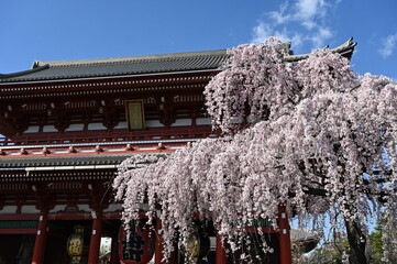 Wall Mural - 東京の浅草寺の境内の枝垂桜の風景