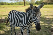 Close-up Of A Zebra In A Sunny Meadow Under A Shady Tree Canopy Looking Directly Into The Camera.
