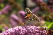 Motyl siedzący na kwitnących kwiatach. Rusałka. (Vanessa).
