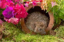 Hedgehog, Scientific Name: Erinaceus Europaeus. Wild, Native, European Hedgehog Emerging From A Terracotta Clay Pipe And Surrounded By Colourful Summer Flowers.  Copy Space.  Horizontal.