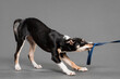cute border collie puppy dog playing tug of war in the studio on a grey background