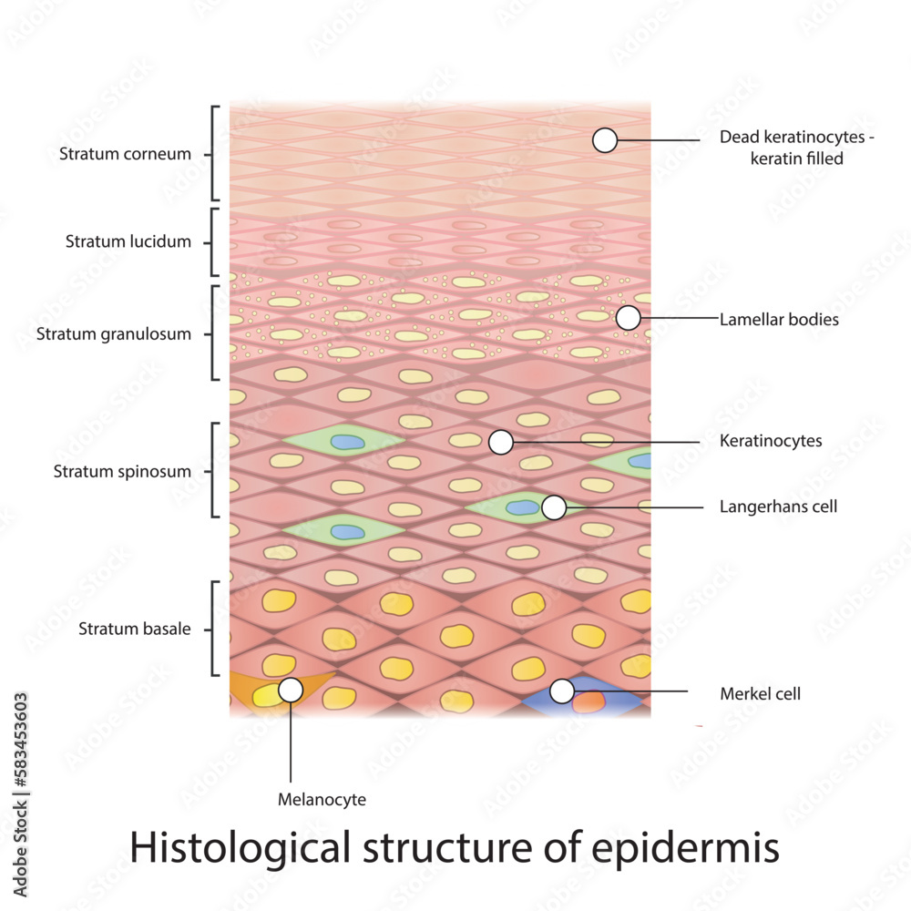 Histological Structure Of Epidermis Skin Layers Shcematic Vector Histological Structure Of Epidermis Skin Layers Shcematic Vector