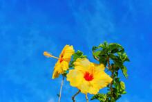 Tropical Hibiscus Flowers Against Blue Sky Background
