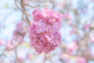 Wall Mural - close up pink tabebuia rosea flowers.