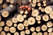 Bright red ants crawling on pile of fallen branches and firewood., created with generative ai