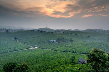 Wall Mural - Sunset on Moc Chau tea hill, Son La province, Vietnam