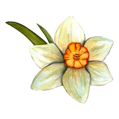 Watercolor flowers daffodil. Spring hand drawn illustration on transparent background for decor. Easter clipart