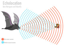 Bat Echolocation. Bio Sonar. Butterfly, Insect, Fly Navigate. Reflected Sound Waves. Echo. Audio Source From The Speaker Hitting An Obstacle, Prey, Returning. Animal Navigation. Illustration Vector 