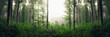 green woods landscape, forest panorama