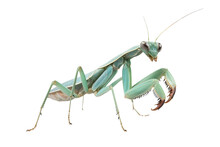A Praying Mantis Isolated On Transparent Background - Generative AI