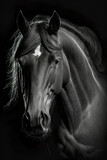 Fototapeta Konie - Black and white horse portrait, Generative AI