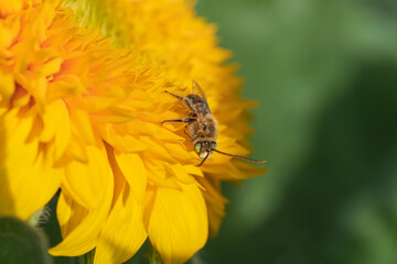 Wall Mural - Closeup of a bee on a sunflower