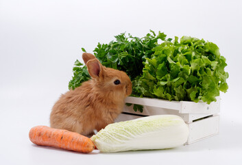 Wall Mural - rabbits and fresh greens salad parsley carrot cabbage on a white background