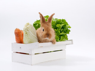 Wall Mural - rabbits and fresh greens salad parsley carrot cabbage on a white background