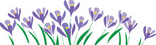 Horizontal White Banner Or Floral Crocus Backdrop Decorated With Purple Blooming Flowers And Leaves Border 