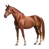 brown horse isolated on white