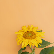 Beautiful Sunflower On Peach Background. Minimal Floral Composition