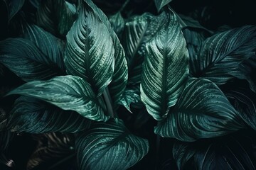  Leaves of Spathiphyllum cannifolium in the garden, abstract green texture, nature dark tone background, tropical leaf, Generative AI