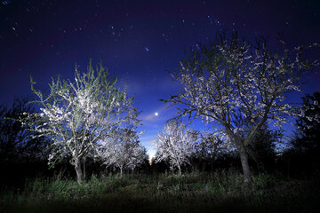 An illuminated almond trees in a starry night